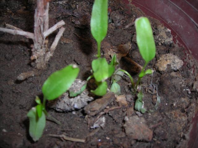 Name:  DSCN4133.jpg
Views: 1252
Size:  47.3 KB