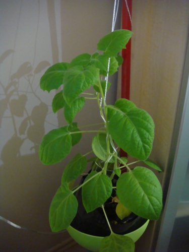 Name:  ocak 2011 036.JPG
Views: 656
Size:  59.8 KB