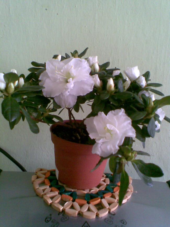 Name:  Grnt293.jpg
Views: 2634
Size:  62.0 KB