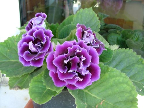 Name:  Gloxinia.jpg
Views: 2153
Size:  41.9 KB