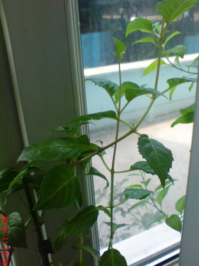 Name:  Resim 095.jpg
Views: 1567
Size:  56.9 KB