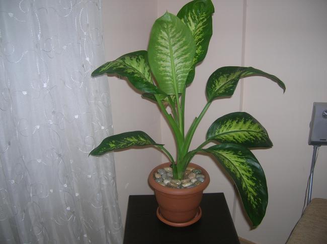 Name:  DSCN2300.jpg
Views: 4836
Size:  33.2 KB