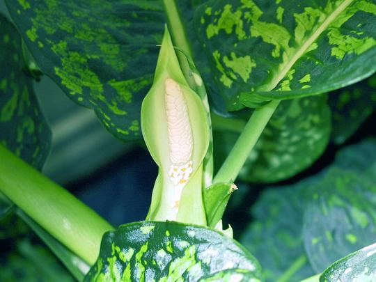 Name:  800px-Dieffenbachia-02.jpg
Views: 14746
Size:  54.5 KB