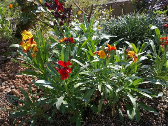 Name:  s. 037 (Kk).jpg
Views: 2532
Size:  73.0 KB