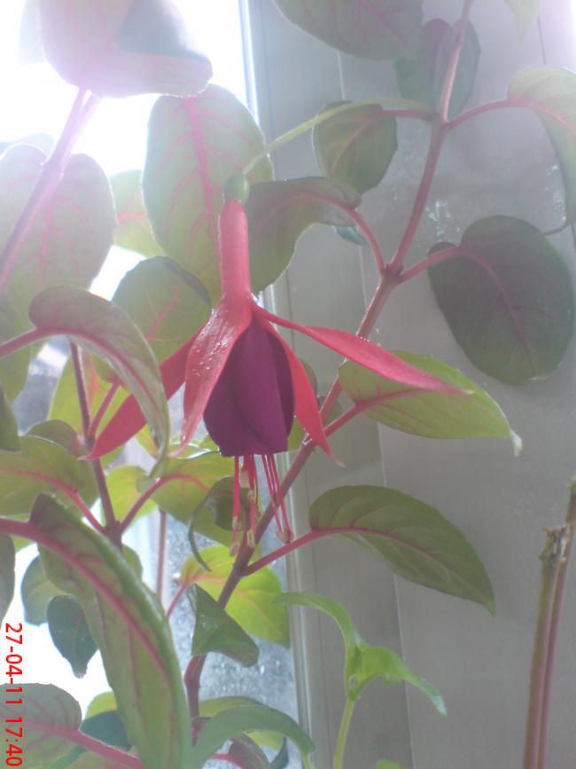 Name:  DSC01228.jpg
Views: 1268
Size:  45.8 KB