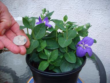 Name:  balloon-flower-platycodon-gradiflorus.jpg
Views: 5957
Size:  22.1 KB