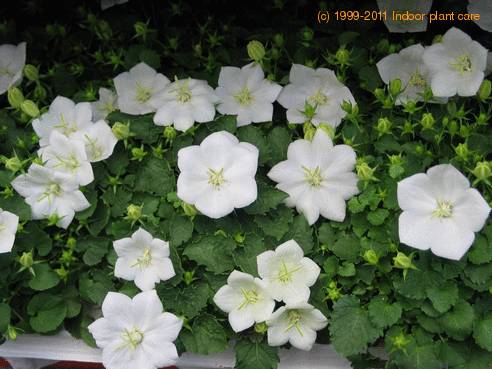 Name:  campanula-carpatica-1-c_2.jpg
Views: 2989
Size:  34.3 KB