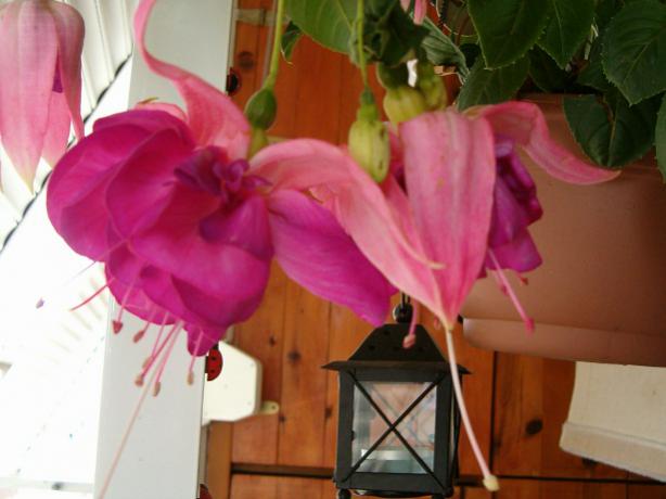 Name:  ieklerim 001.jpg
Views: 1186
Size:  33.0 KB