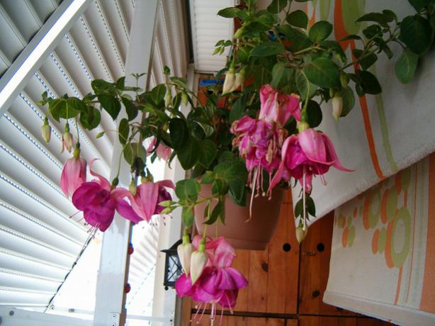 Name:  ieklerim 003.jpg
Views: 1378
Size:  49.2 KB
