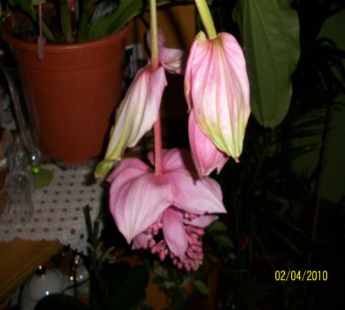 Name:  Medinilla iek.jpg
Views: 8292
Size:  25.3 KB