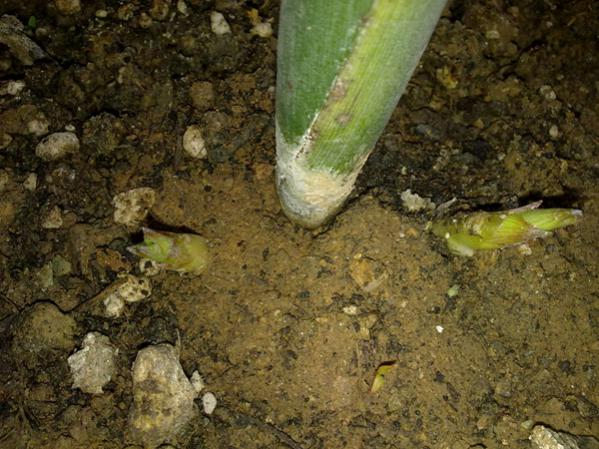 Name:  Bilbergia 1.jpg
Views: 2854
Size:  58.1 KB