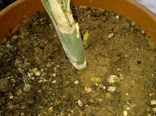 Name:  Bilbergia 2.jpg
Views: 2836
Size:  60.7 KB