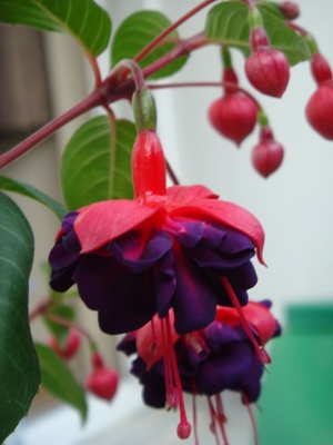 Name:  mays 28 021.JPG
Views: 1413
Size:  58.9 KB