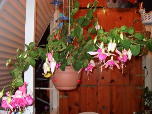 Name:  019.jpg
Views: 1364
Size:  35.9 KB