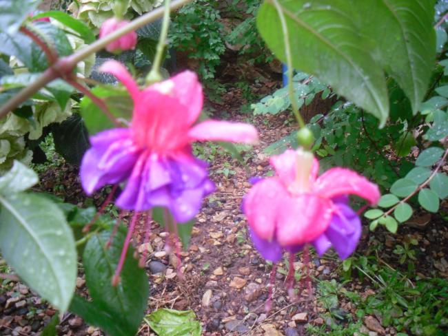 Name:  SDC12133 copy.jpg
Views: 1394
Size:  61.4 KB