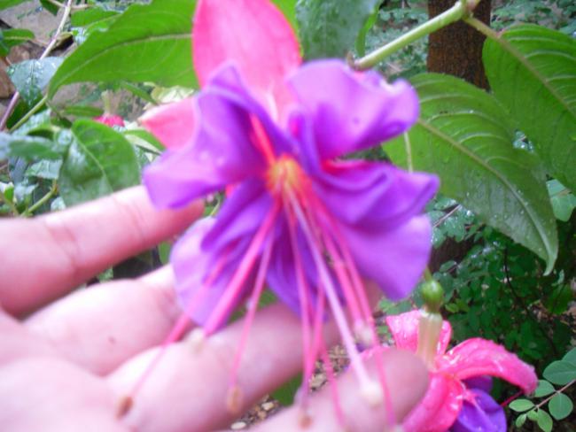 Name:  SDC12135 copy.jpg
Views: 1416
Size:  42.1 KB