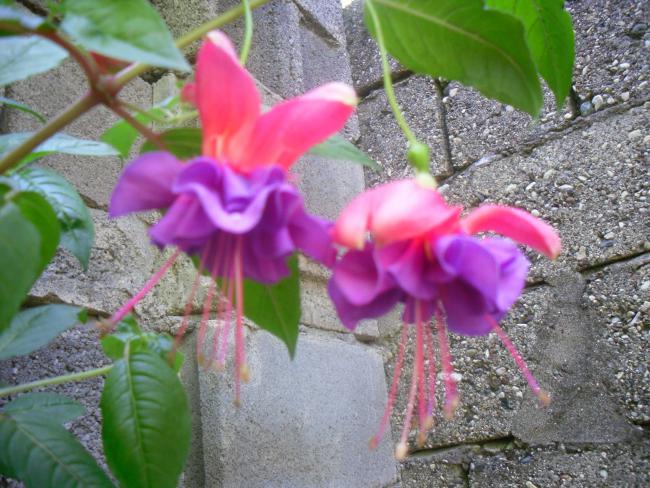 Name:  SDC12136 copy.jpg
Views: 1530
Size:  65.0 KB
