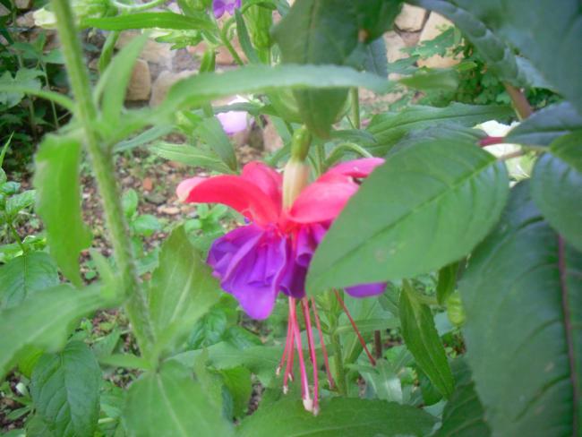 Name:  SDC12137 copy.jpg
Views: 1307
Size:  43.5 KB