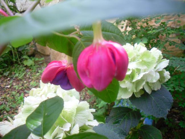 Name:  SDC12138 copy.jpg
Views: 1322
Size:  45.2 KB