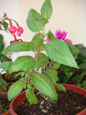 Name:  haziran 023.JPG
Views: 1159
Size:  69.6 KB