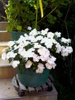 Name:  Photo-0013.jpg
Views: 3284
Size:  52.1 KB