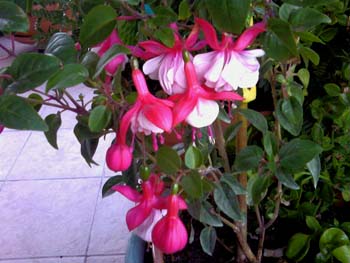 Name:  Photo-0003.jpg
Views: 3385
Size:  52.8 KB