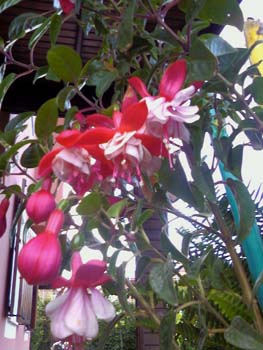 Name:  Photo-0005.jpg
Views: 3421
Size:  58.9 KB