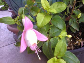 Name:  Photo-0006.jpg
Views: 3329
Size:  47.3 KB