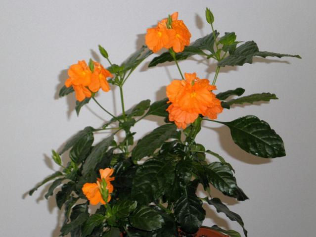 Name:  P6120152 - Kopya.jpg
Views: 3608
Size:  35.4 KB
