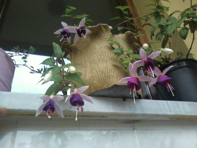 Name:  17.06 (13).jpg
Views: 1191
Size:  40.3 KB
