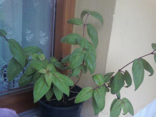 Name:  12.06 (15).jpg
Views: 1258
Size:  32.3 KB
