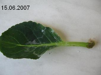Name:  15.06.2007.JPG
Views: 1994
Size:  9.6 KB
