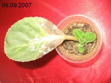 Name:  08.09.2007.jpg
Views: 1787
Size:  25.9 KB