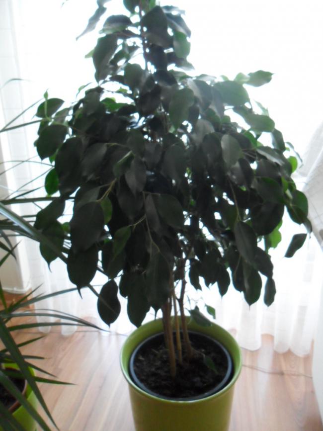 Name:  SAM_0742.jpg
Views: 3649
Size:  58.2 KB
