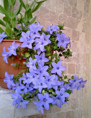 Name:  campanula.jpg
Views: 13956
Size:  68.9 KB