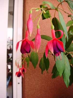 Name:  DSC08872.JPG
Views: 1427
Size:  68.5 KB