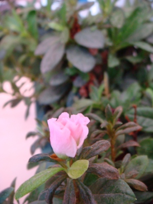 Name:  DSC09030.JPG
Views: 1908
Size:  60.9 KB