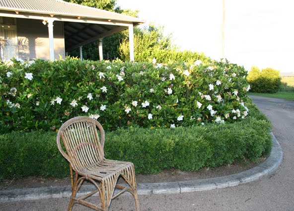 Name:  hedge_0404.jpg
Views: 3778
Size:  67.8 KB