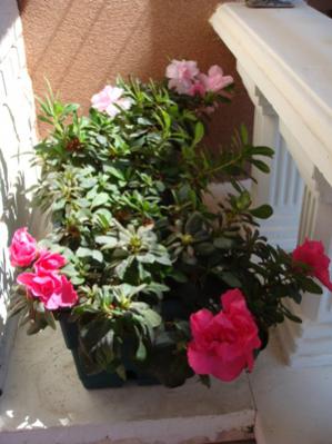 Name:  astos eyll 258.jpg
Views: 1801
Size:  23.1 KB