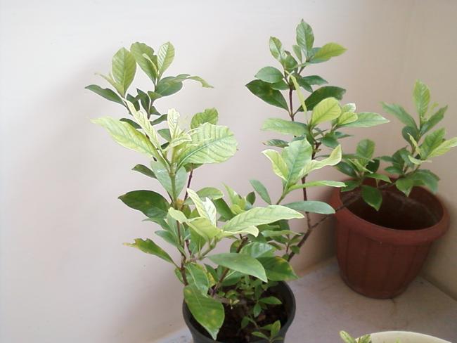 Name:  Photo-0110.jpg
Views: 1993
Size:  33.9 KB