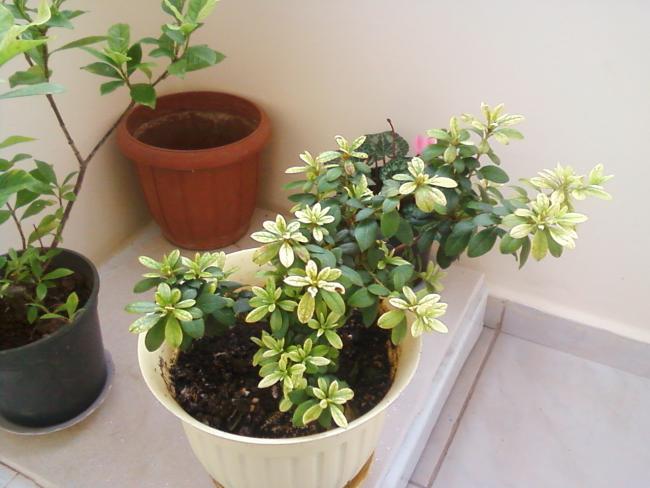 Name:  Photo-0112.jpg
Views: 1793
Size:  41.8 KB