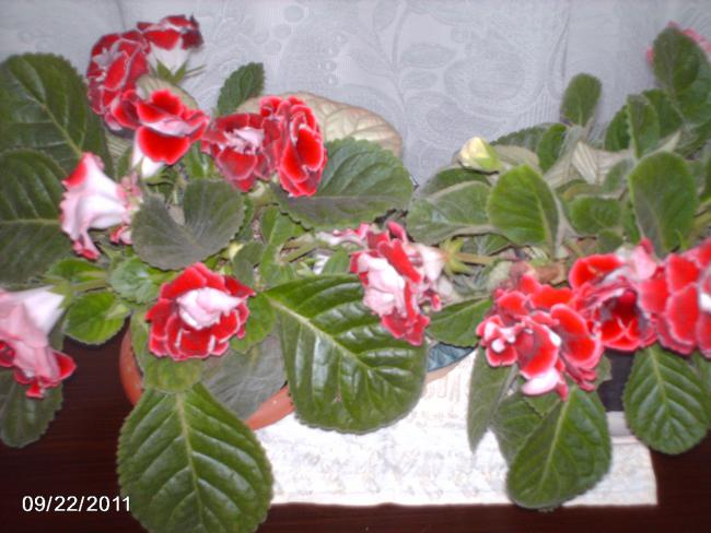 Name:  iek 027.jpg
Views: 2329
Size:  49.2 KB