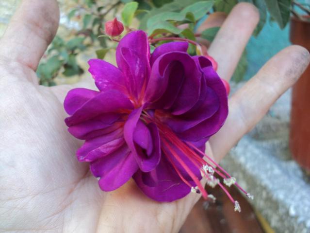 Name:  Image00010.jpg
Views: 2279
Size:  34.8 KB