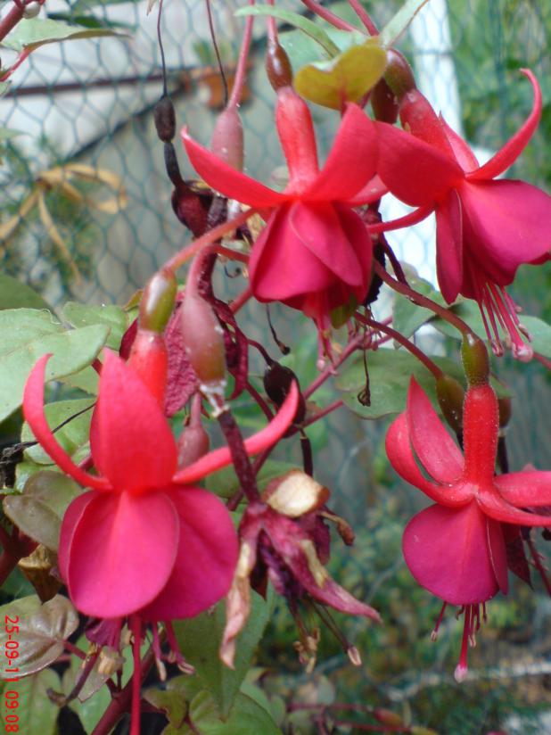 Name:  DSC02074.jpg
Views: 2151
Size:  71.6 KB