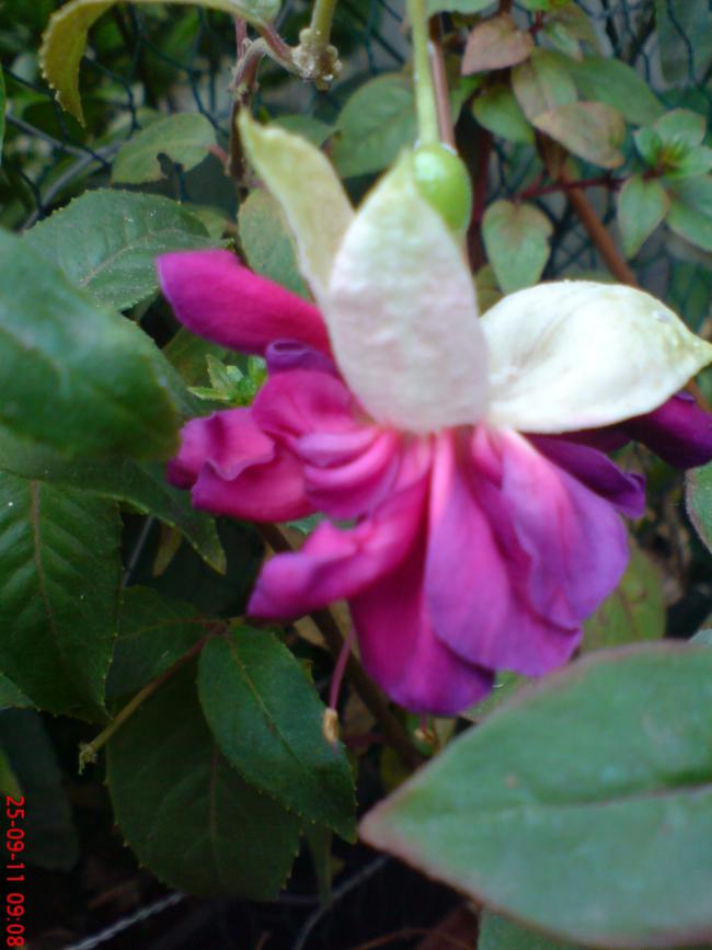 Name:  DSC02073.jpg
Views: 2180
Size:  53.8 KB