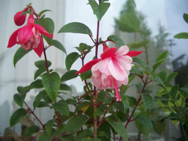 Name:  100_3249.jpg
Views: 2200
Size:  39.9 KB