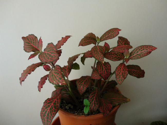 Name:  fittonia1.jpg
Views: 7128
Size:  30.9 KB
