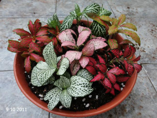 Name:  fittonia2.jpg
Views: 15861
Size:  62.5 KB