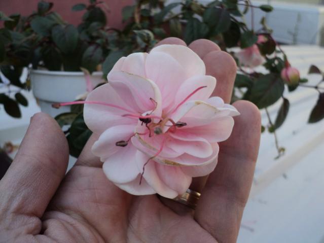 Name:  Image00017.jpg
Views: 3987
Size:  30.9 KB