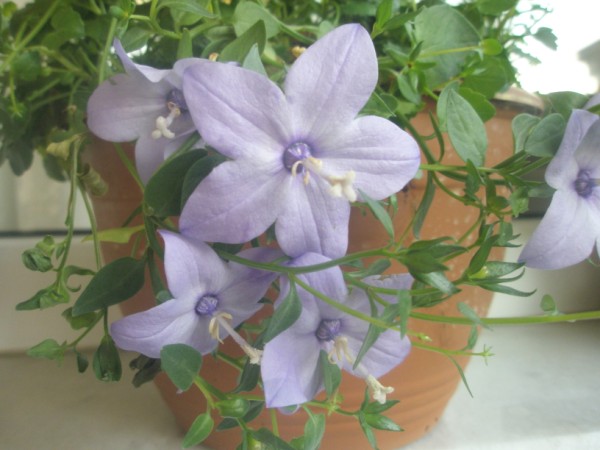 Name:  PB210879 (600 x 450).jpg
Views: 2508
Size:  57.8 KB